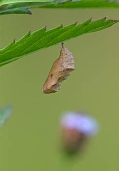 Phaon Crescent chrysalis